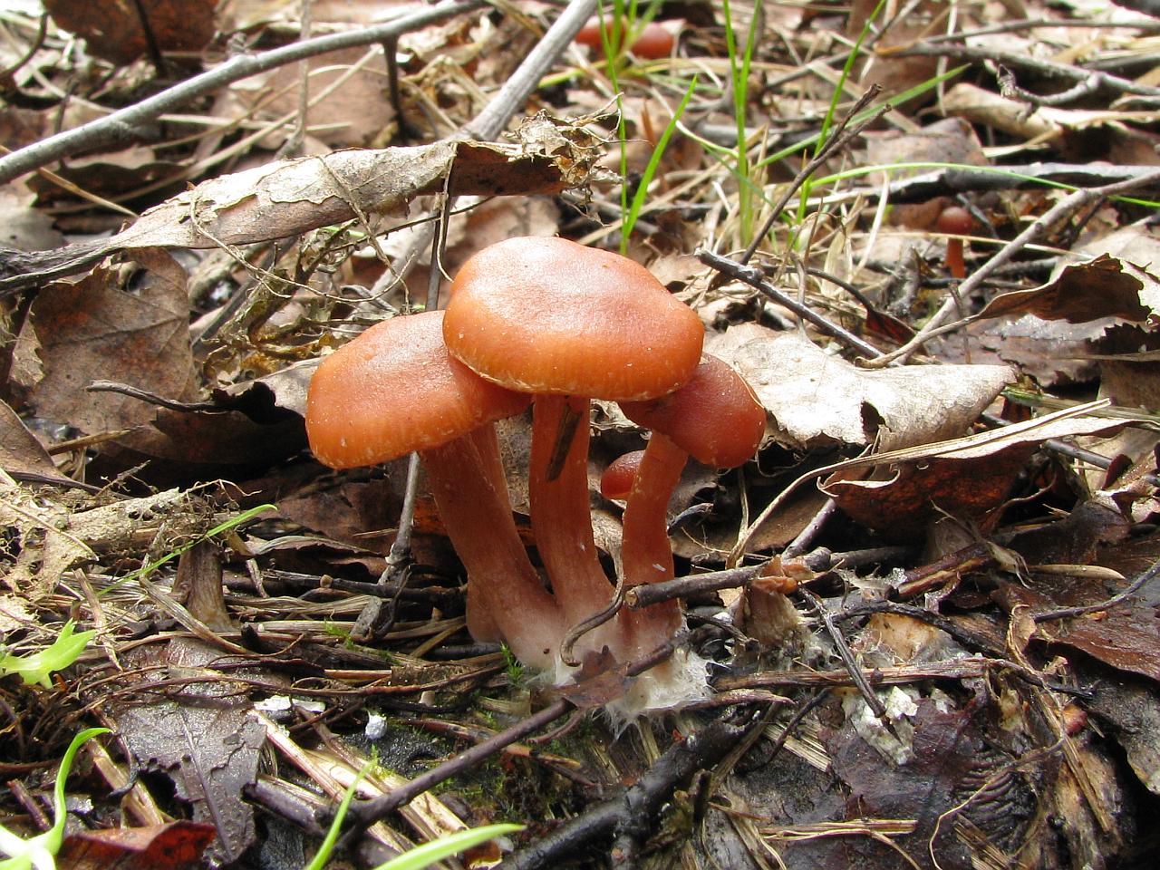Tubaria furfuracea