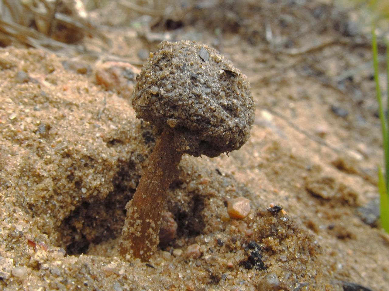 Tulostoma
