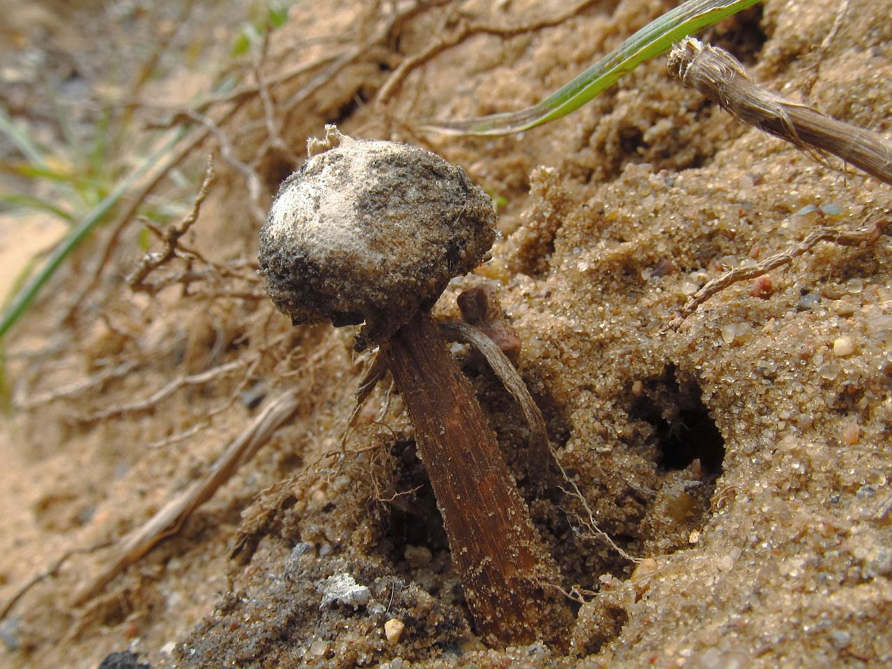 Tulostoma brumale