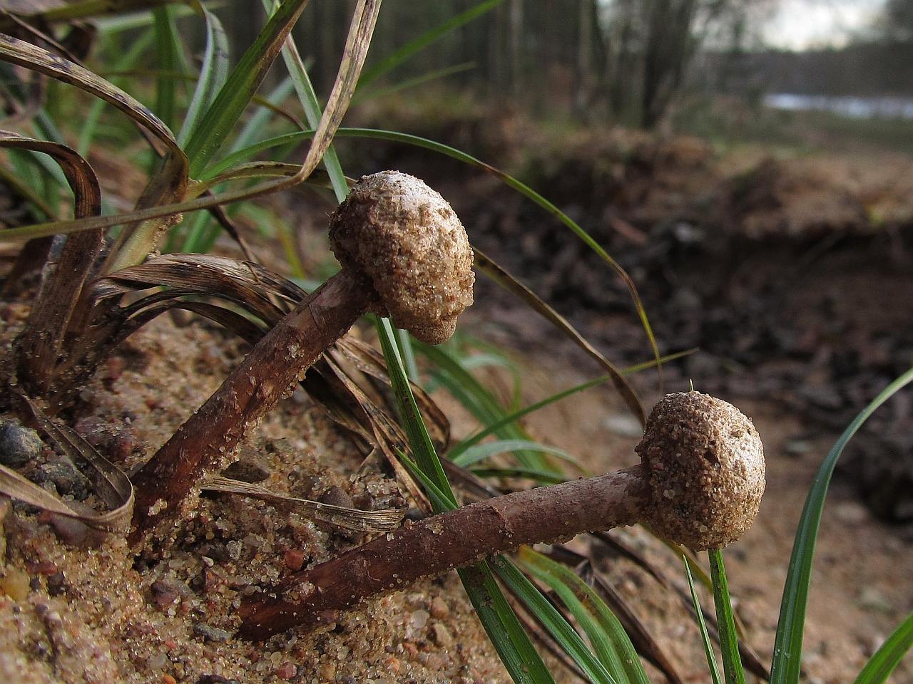 Tulostoma brumale