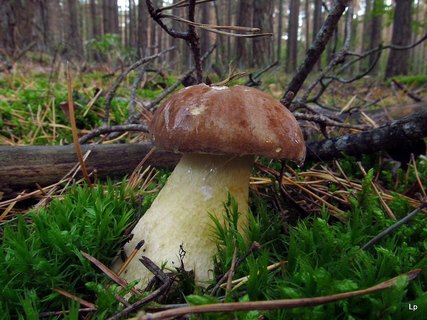 Tylopilus felleus