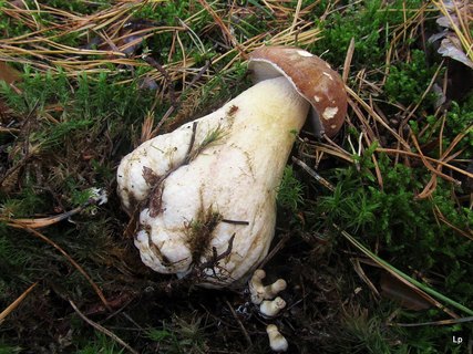 Tylopilus felleus
