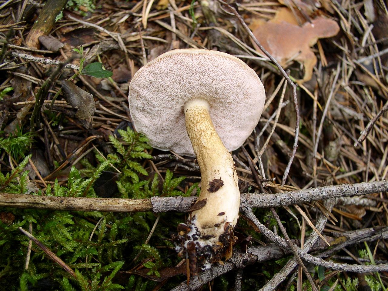 Tylopilus felleus