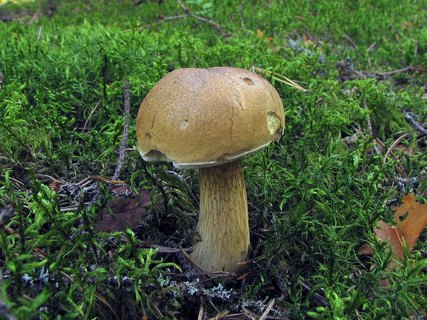 Tylopilus felleus