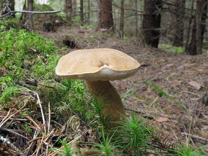 Tylopilus felleus