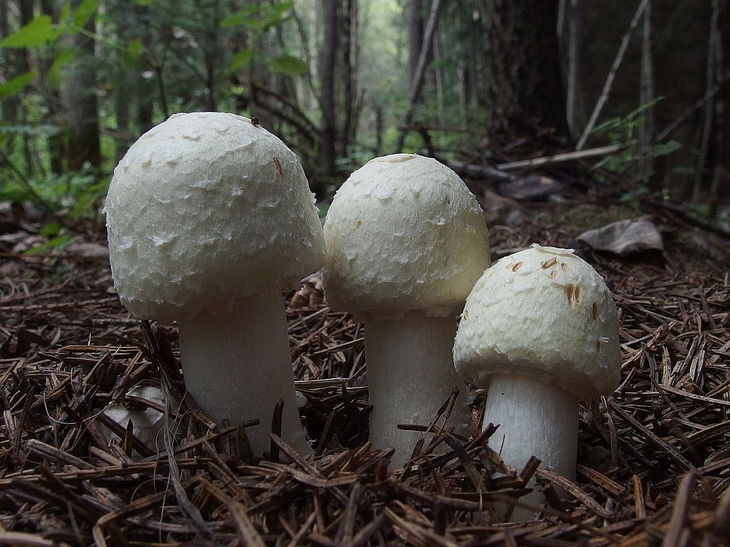 Agaricus sylvicola