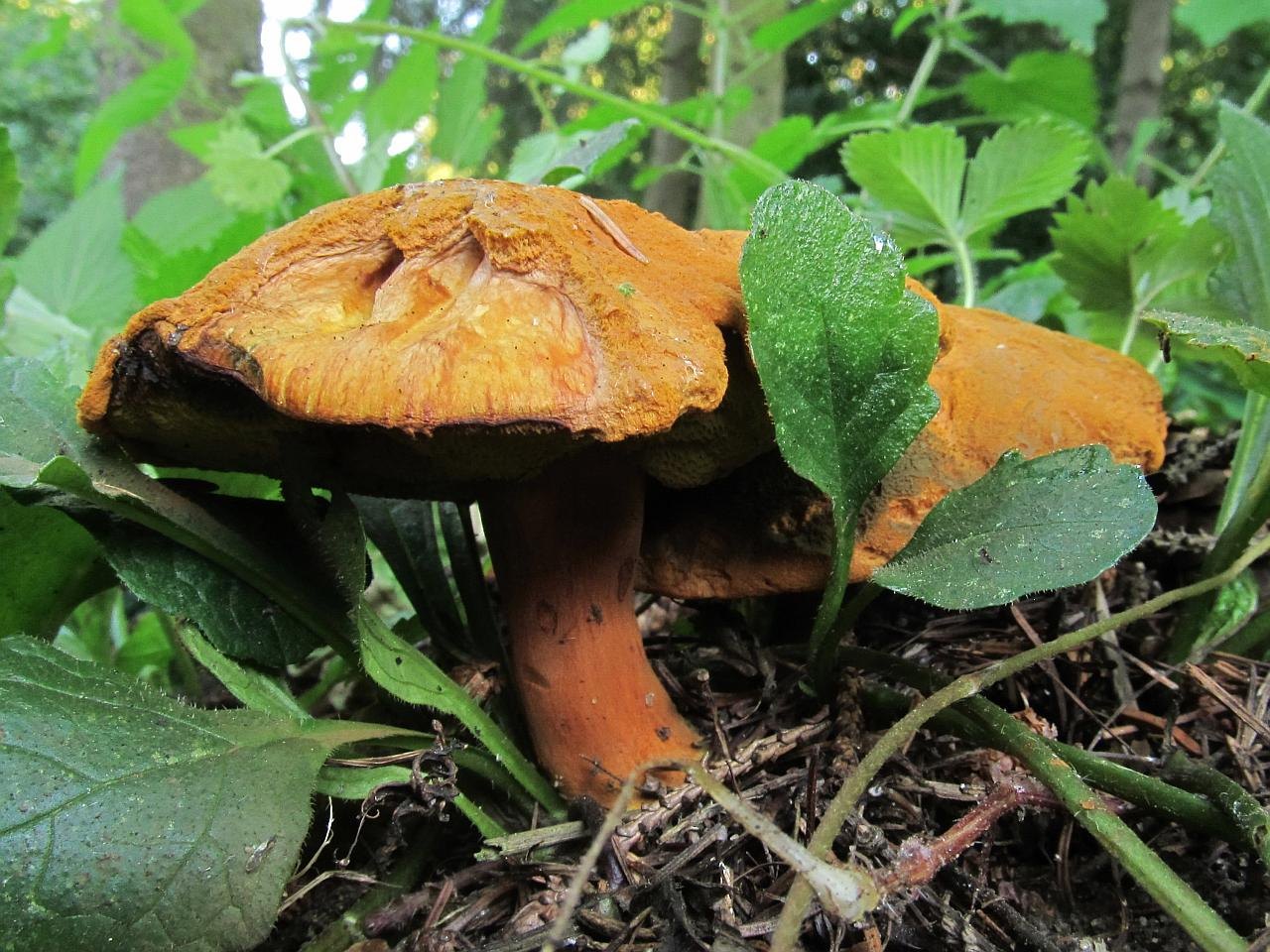 Buchwaldoboletus