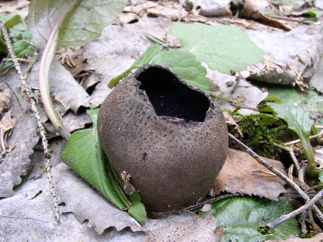 Urnula craterium