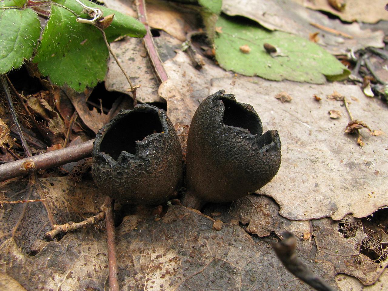 Urnula craterium