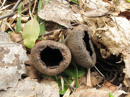 Urnula craterium
