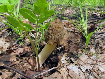 Verpa bohemica