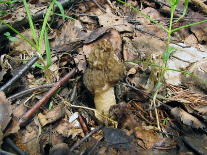 Verpa bohemica