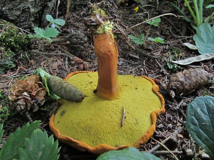 Buchwaldoboletus lignicola