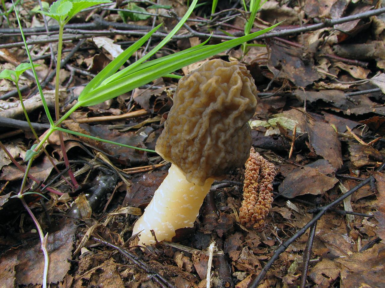 Verpa bohemica