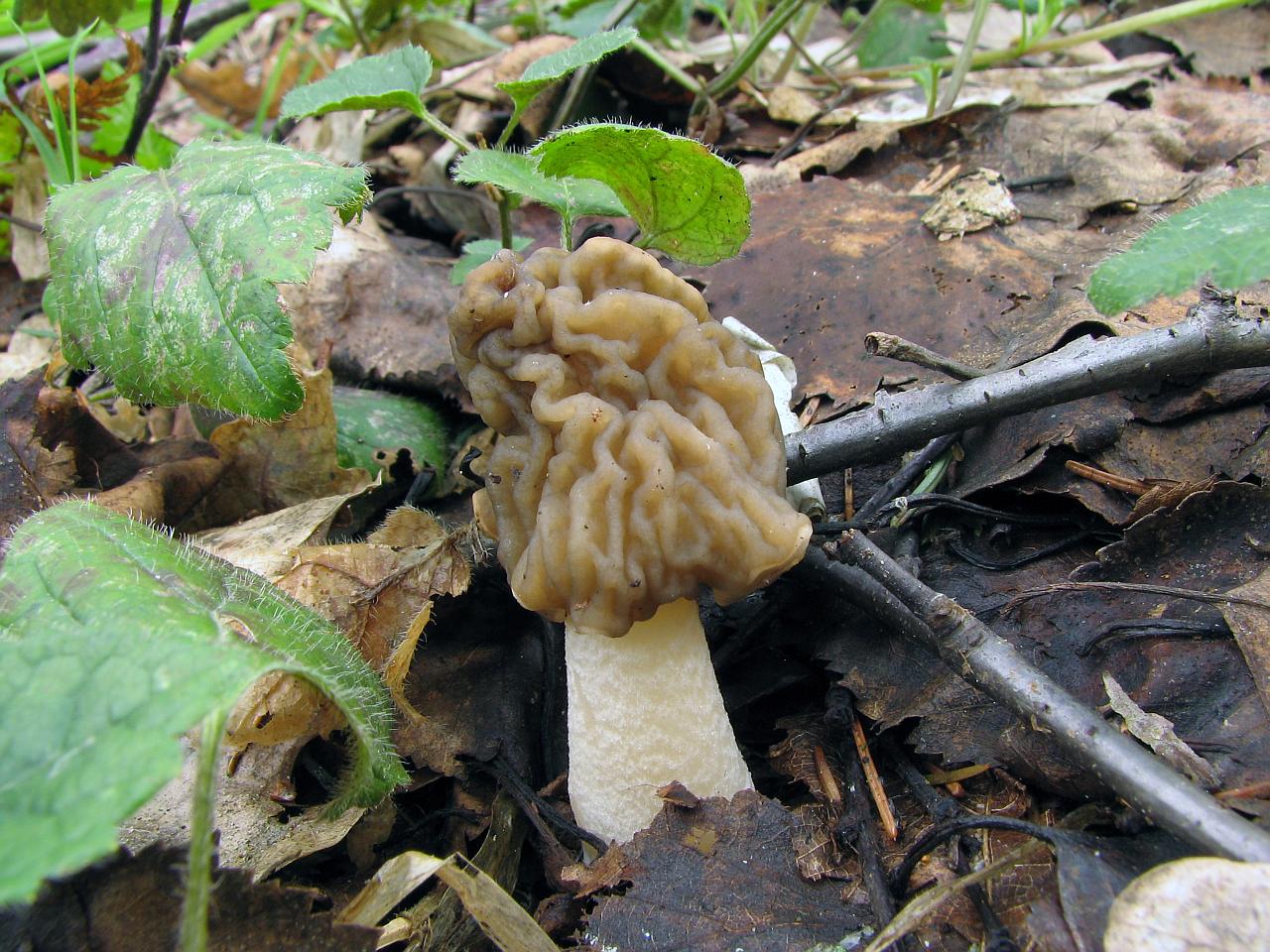 Verpa bohemica