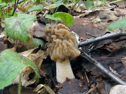 Verpa bohemica