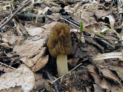 Verpa bohemica