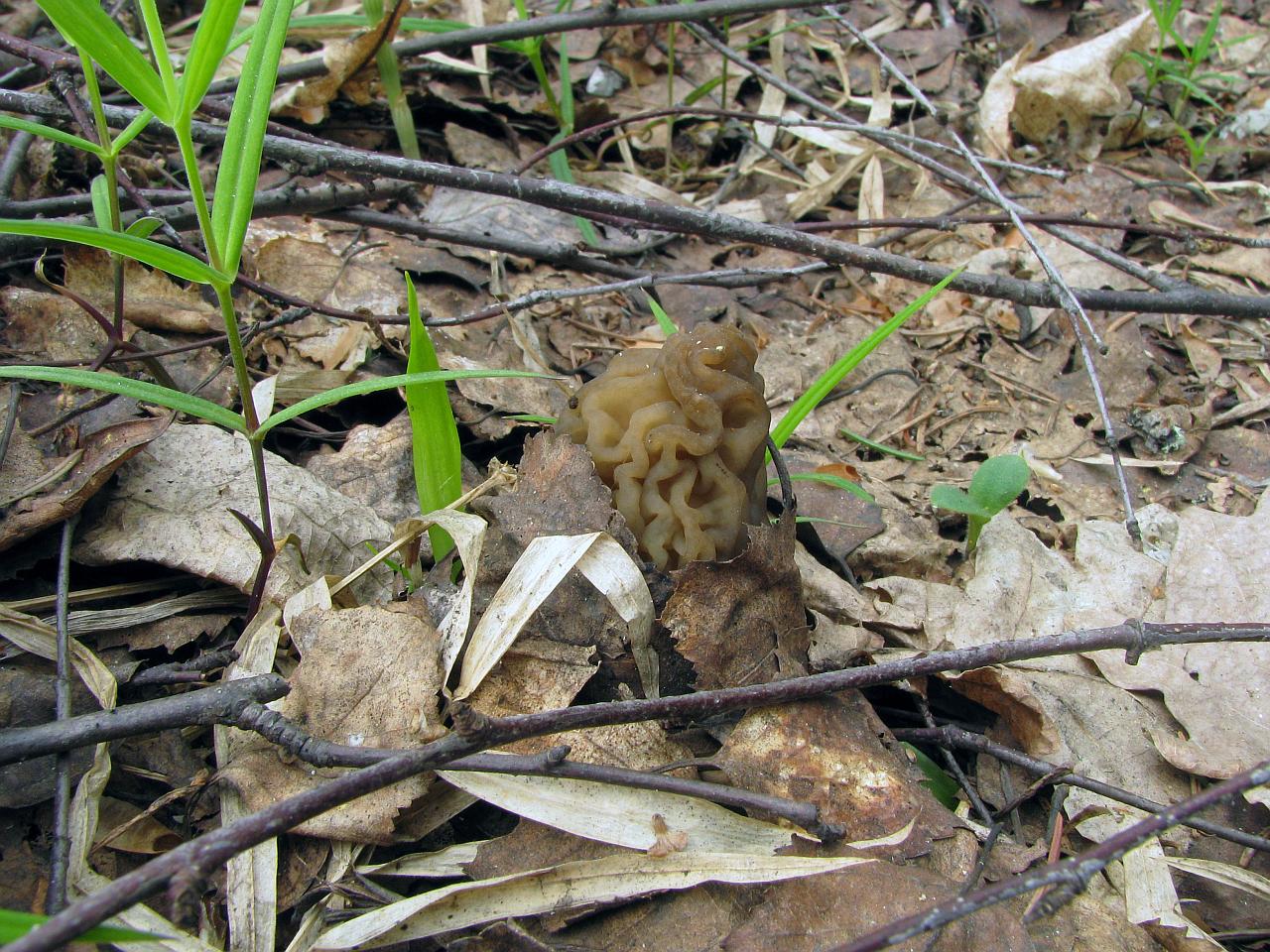 Verpa bohemica