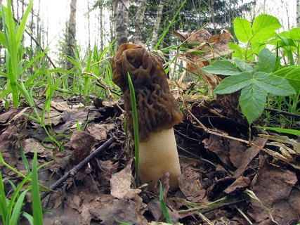 Verpa bohemica