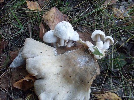 Volvariella surrecta
