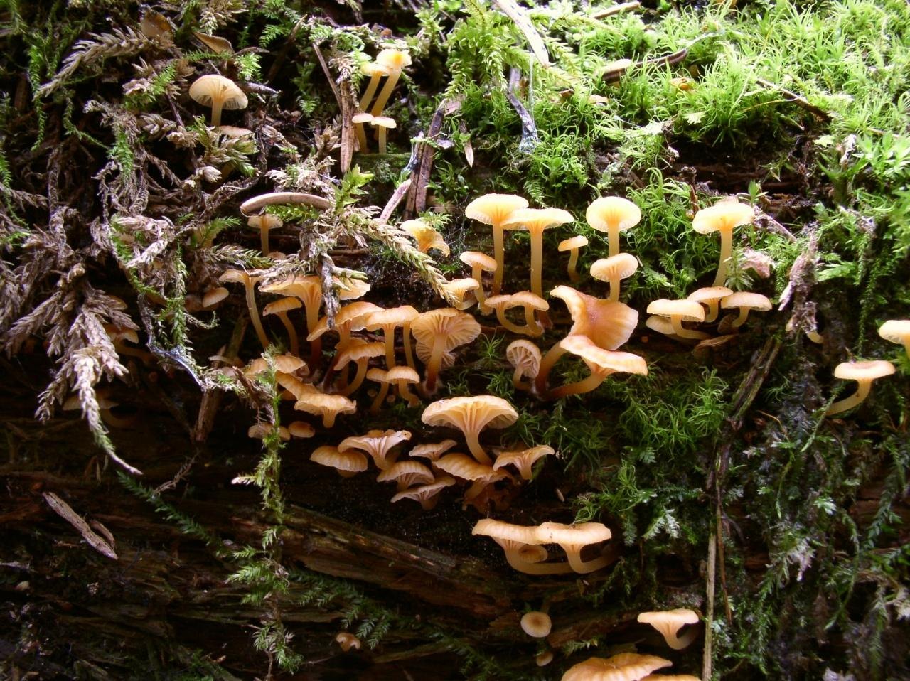 Xeromphalina