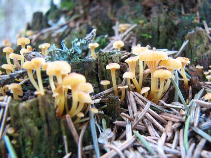 Xeromphalina campanella
