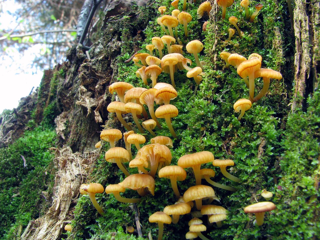 Xeromphalina campanella