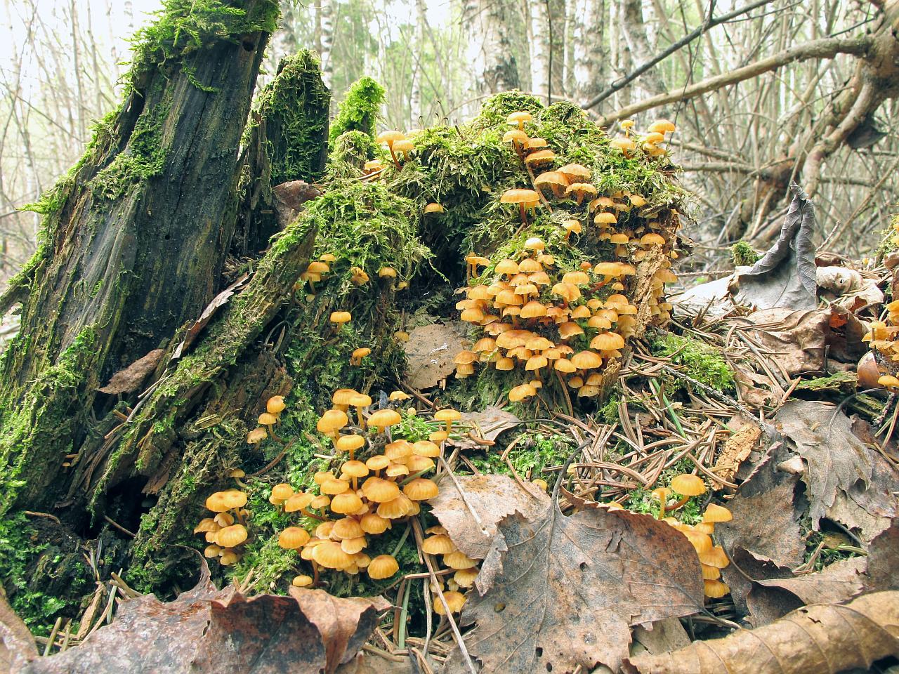 Xeromphalina campanella
