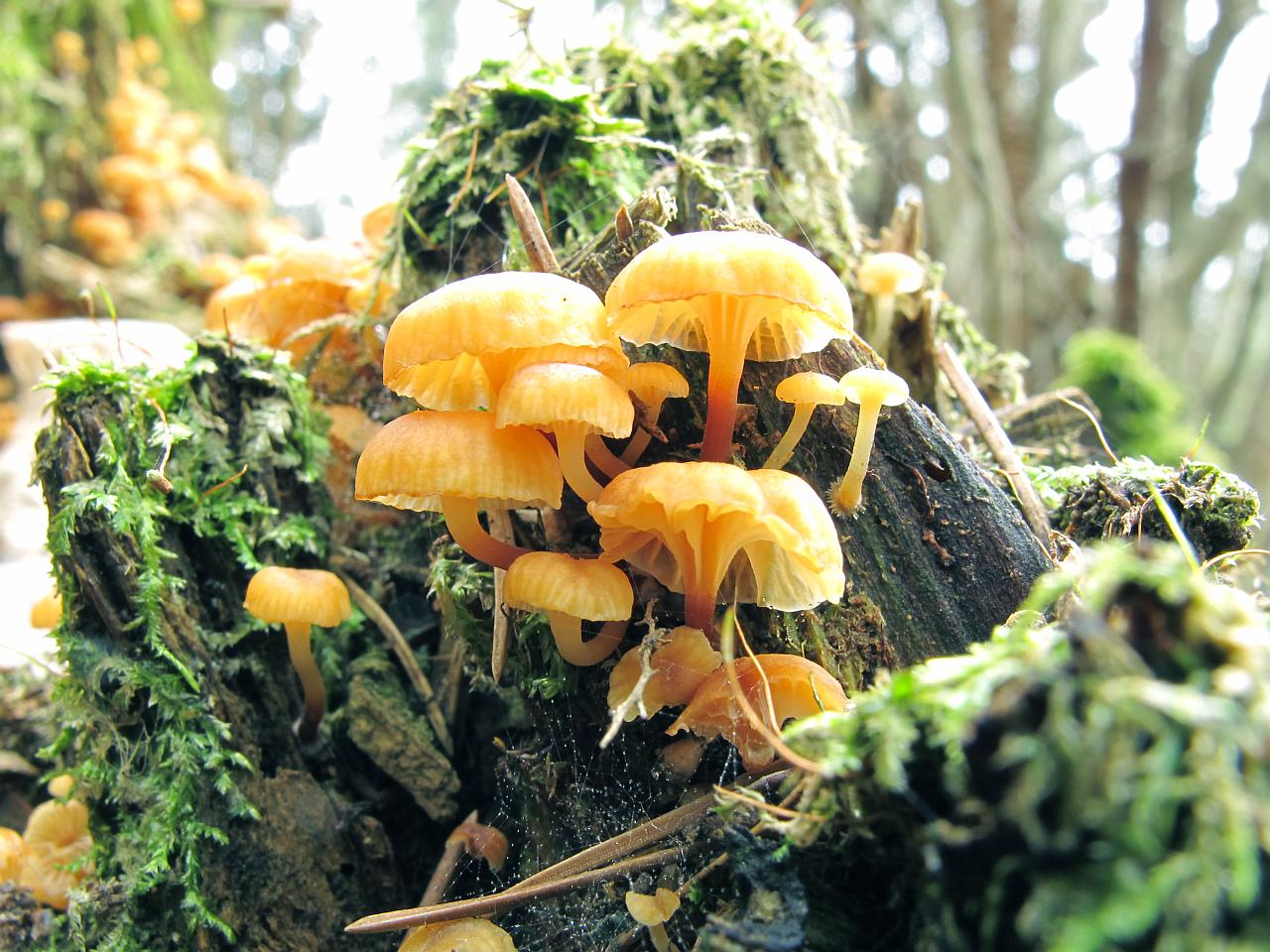 Xeromphalina campanella
