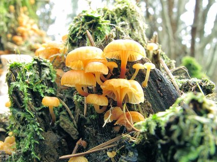 Xeromphalina campanella