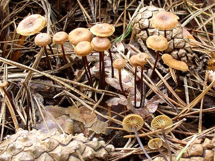 Xeromphalina cornui