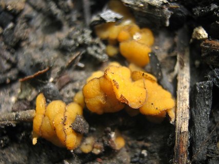 Anthracobia maurilabra