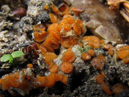 Anthracobia maurilabra