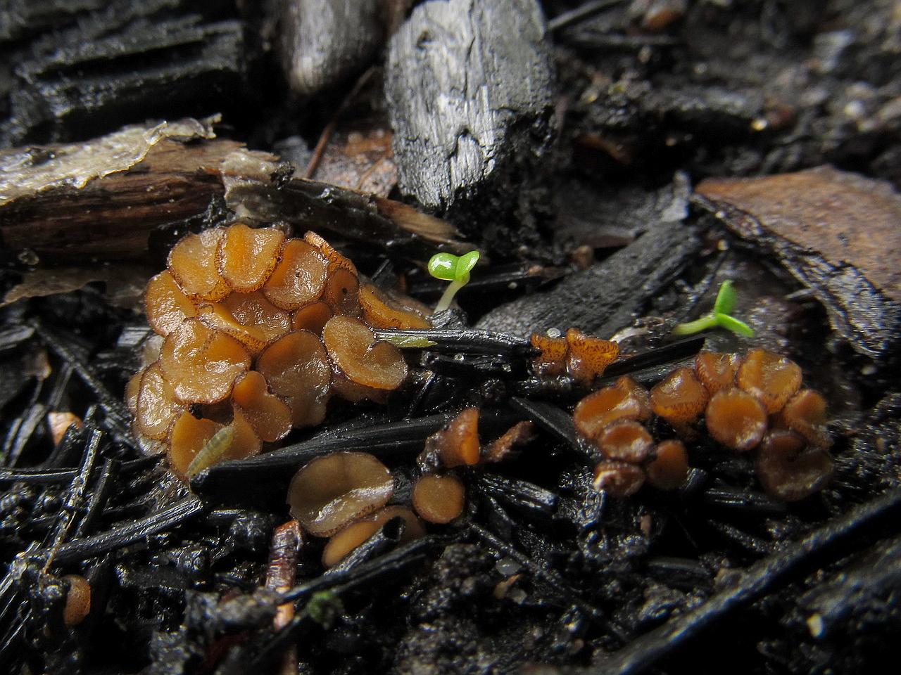 Anthracobia maurilabra