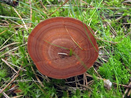 Coltricia perennis