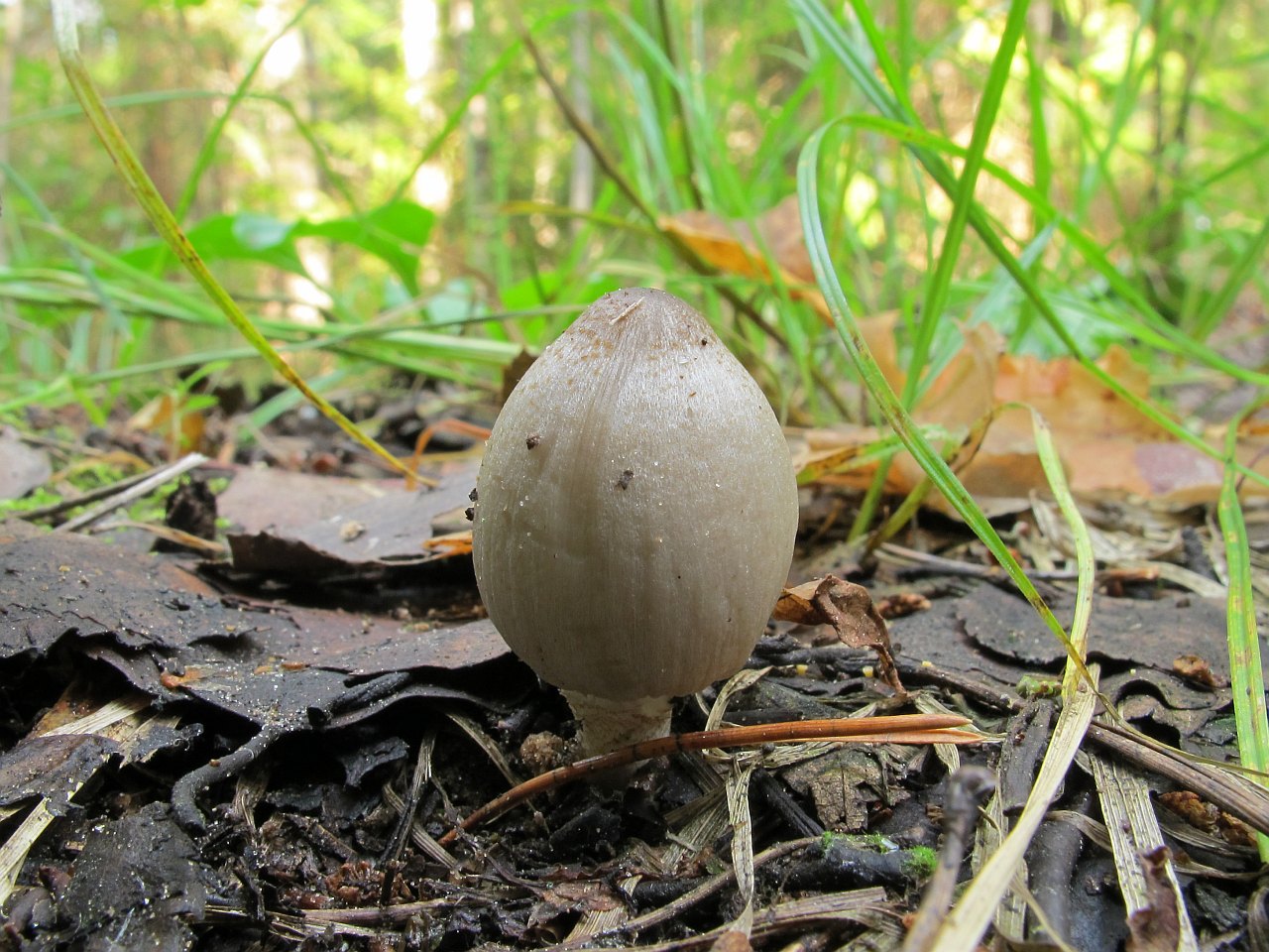Coprinopsis acuminata