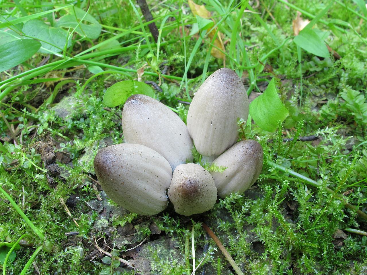 Coprinopsis acuminata