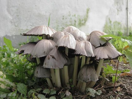 Coprinopsis atramentaria