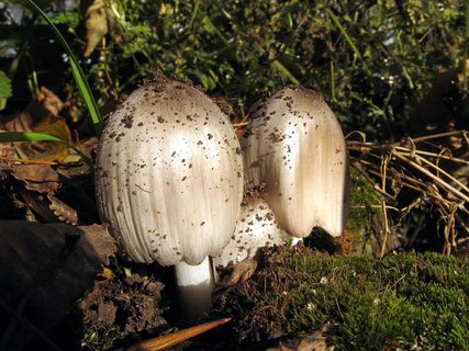 Coprinopsis atramentaria