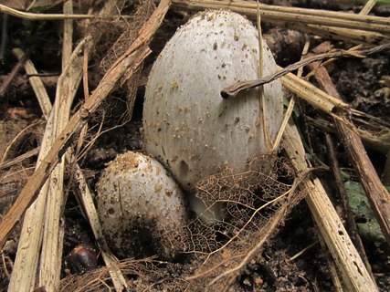 Coprinopsis atramentaria