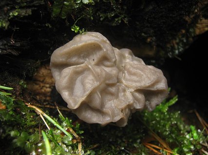 Helvella crispa