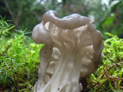 Helvella crispa