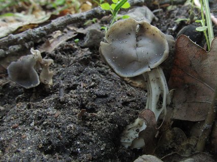 Helvella lacunosa