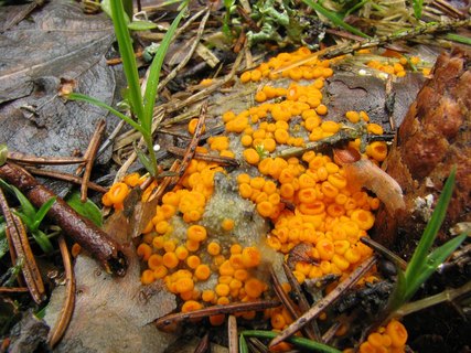 Byssonectria aggregata