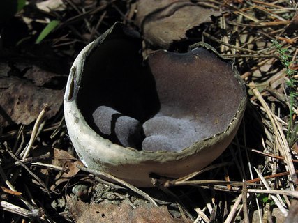 Helvella leucomelaena