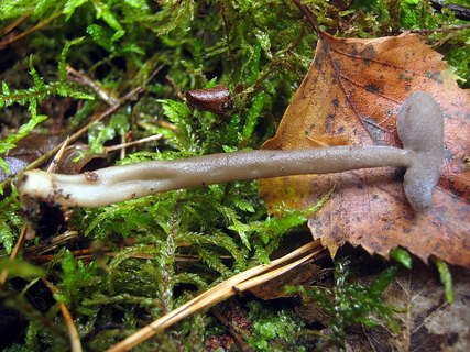 Helvella macropus