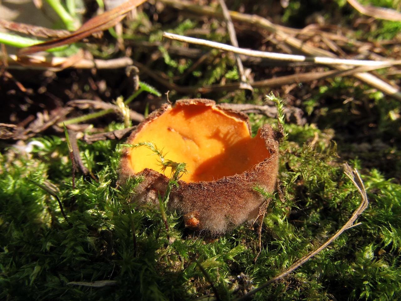 Hoffmannoscypha