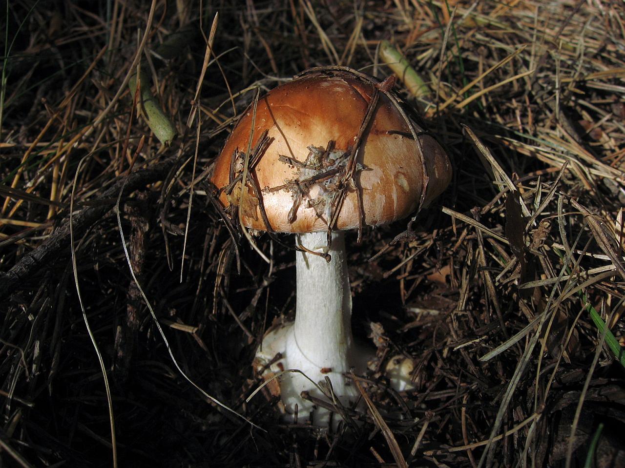 Leucocortinarius bulbiger