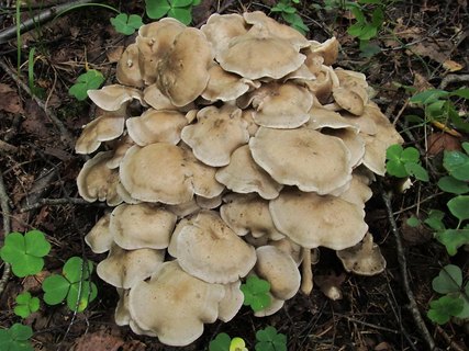 Lyophyllum decastes