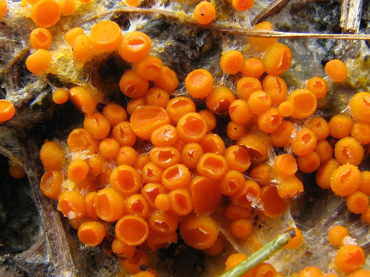 Byssonectria aggregata